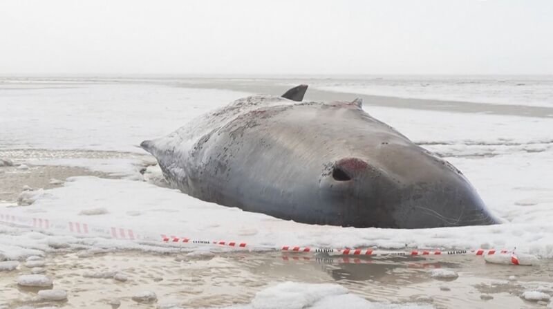 Datei:Tote Wale in Fanø 2026.jpeg