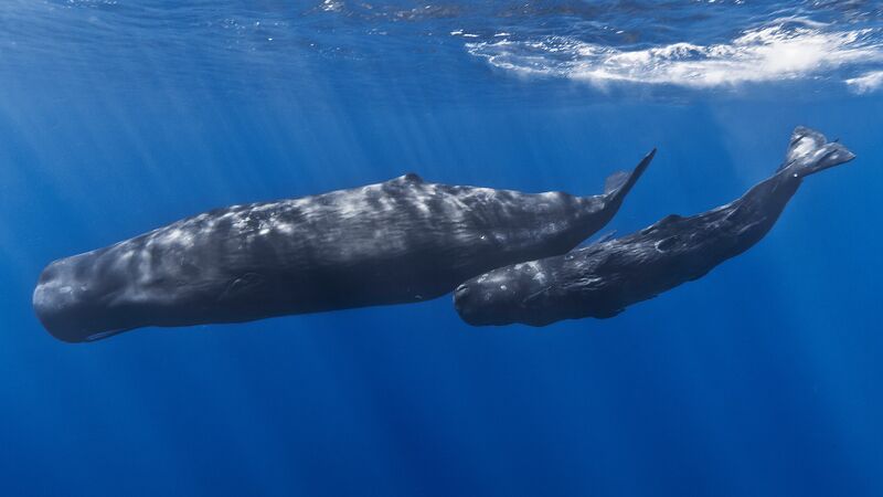 Datei:Mother and baby sperm whale.jpeg